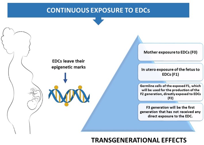 EDCs and epigenetics