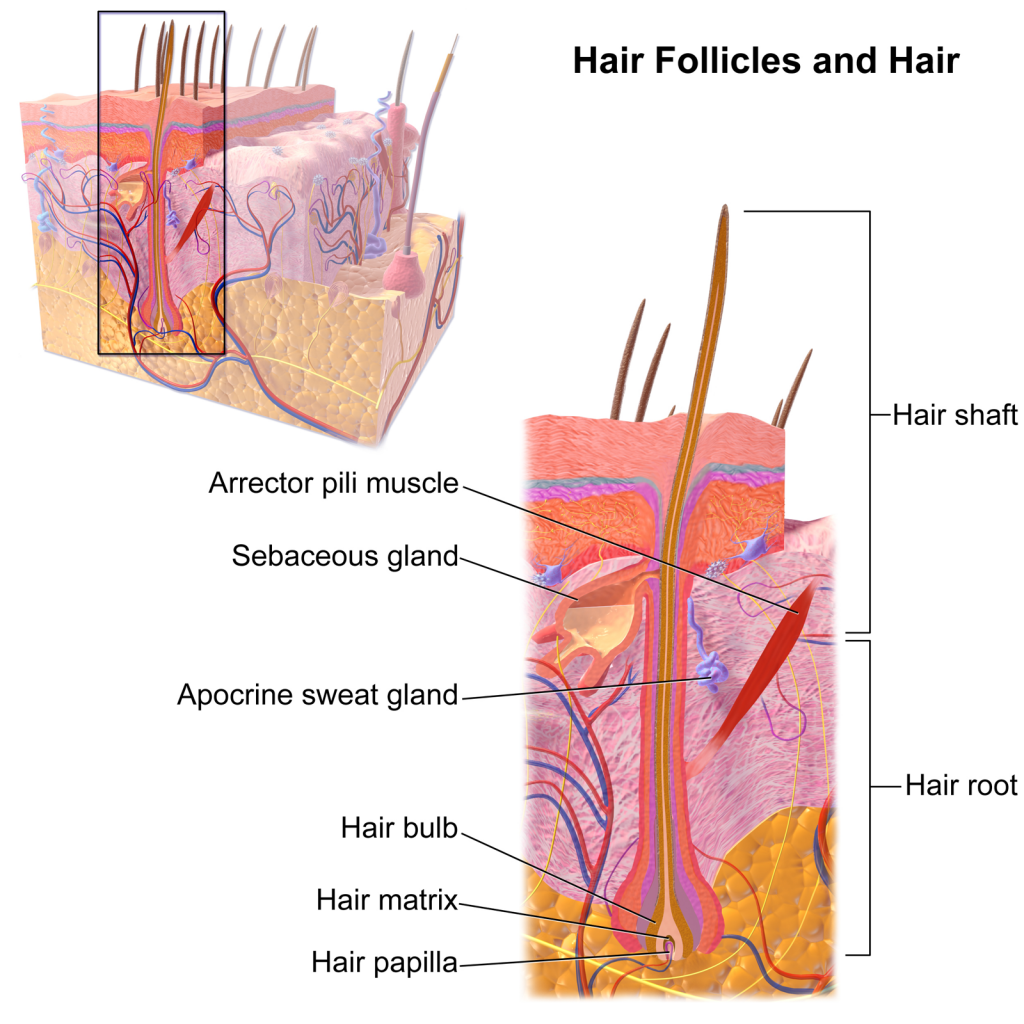 Aufbau eines Haarfollikels