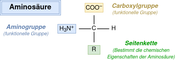 Allgemeine Struktur von Aminosäuren