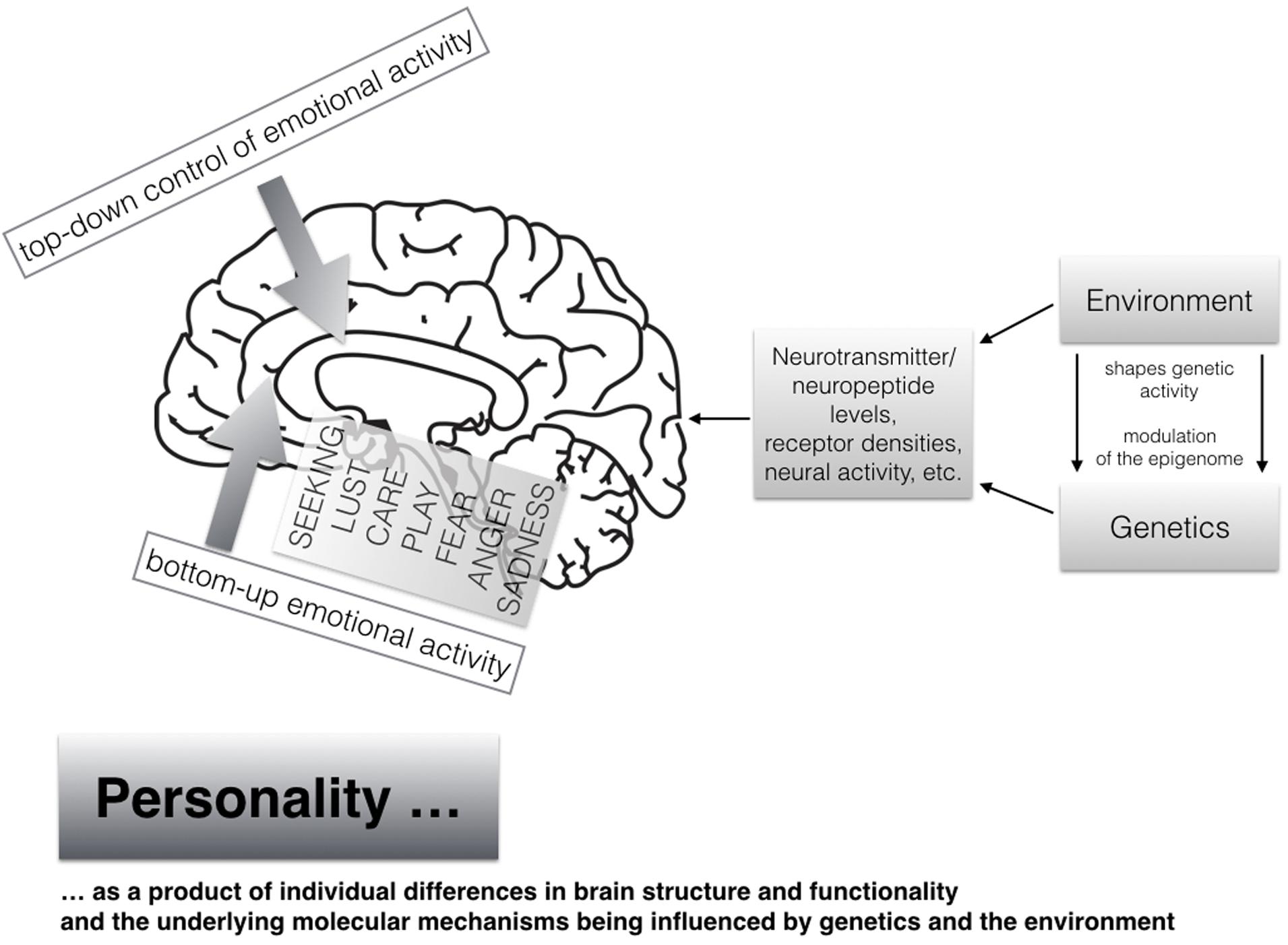 Gehirn und Persönlichkeit