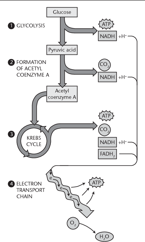 Cell respiration