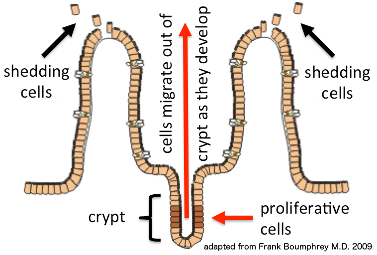 Lebenszyklus der Epithelzellen