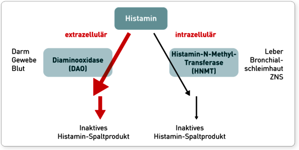Abbauwege für Histamin