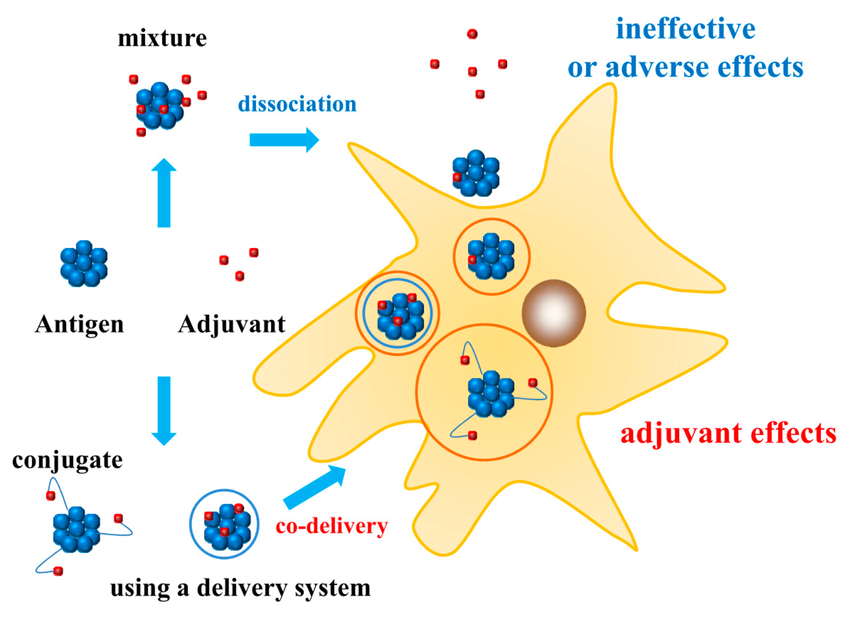 Interactions between antigens and adjuvants