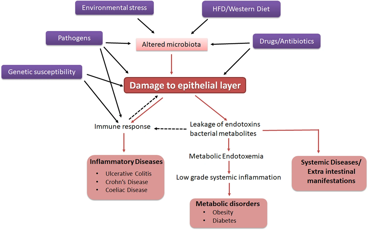 Factors affecting intestinal barrier integrity and pathological implications