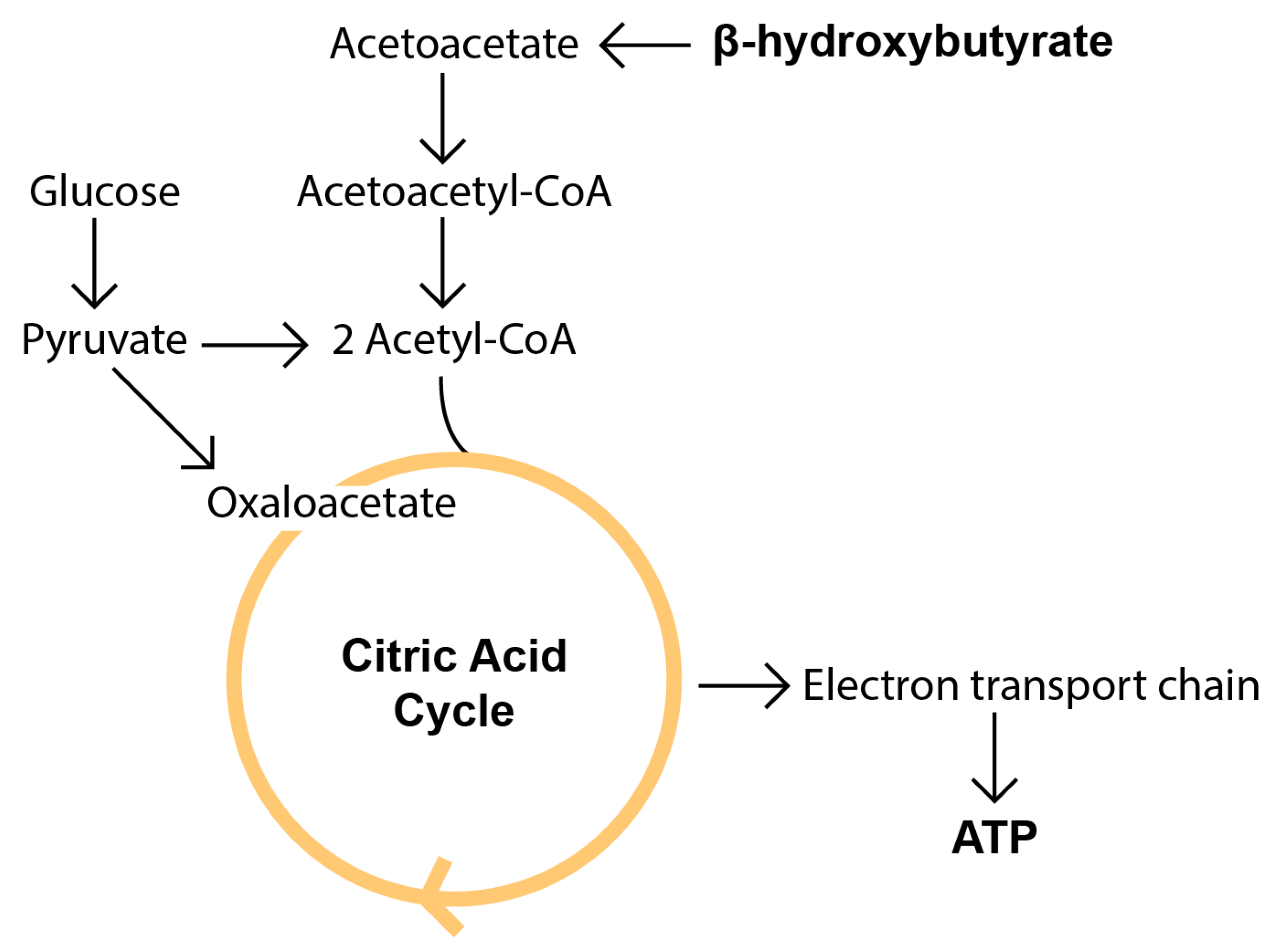 Ketonkörper im Citrat-Zyklus