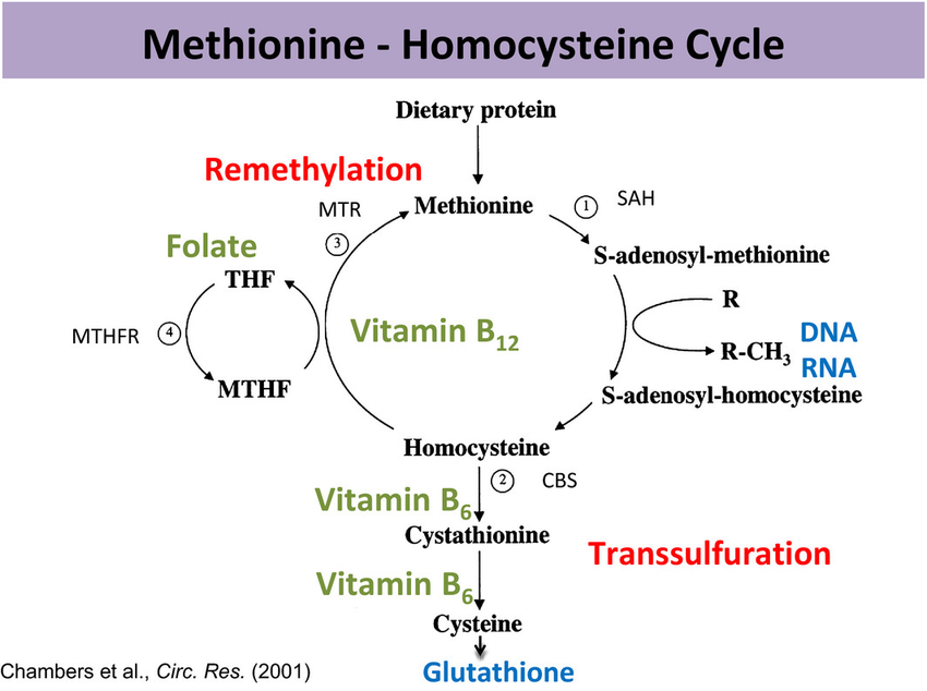 Methionin-Stoffwechsel