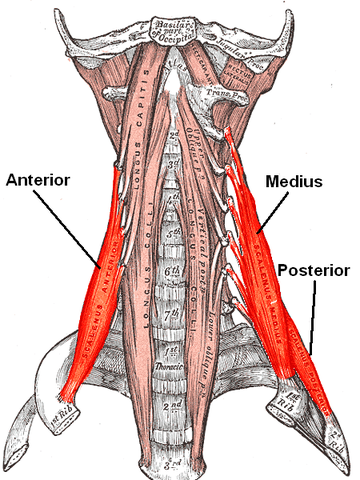Musculi Scaleni