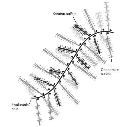 Proteoglycan structures