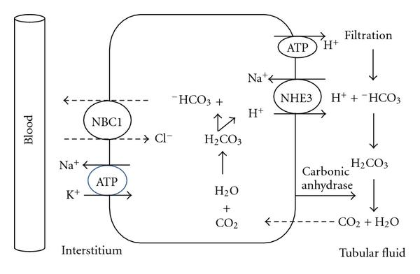 H-Ausscheidung und HCO3-Reabsorption